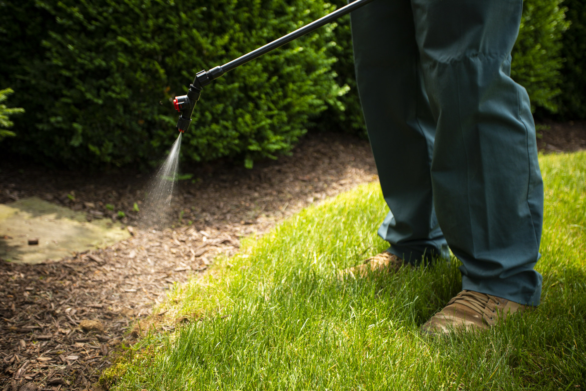 crabgrass-weed-control-allentown-lansdale-collegeville-pa